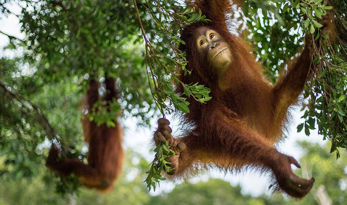 Serunya Berpetualang di Hutan Kalimantan Temui Orangutan!